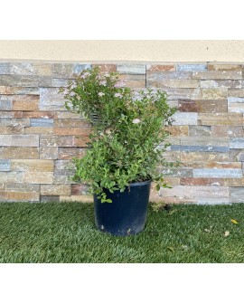 Spirea japonica Shirobana