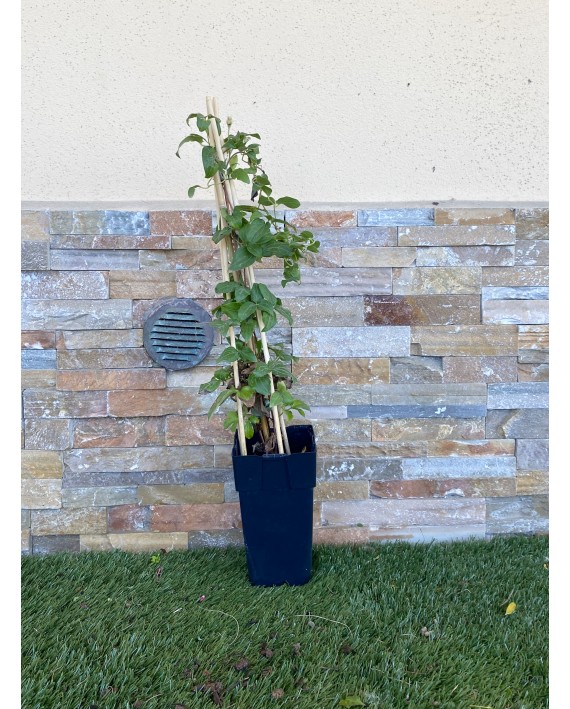 Clematide - Clematis in varietà