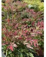 Nandina obsession