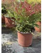 Nandina obsession