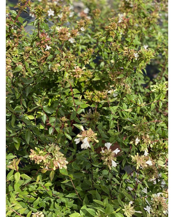 Abelia grandiflora