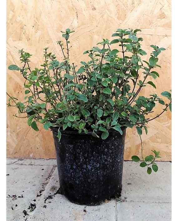 Maggiorana - Origanum majorana