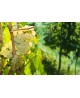 Barbatelle-Malvasia di candia aromatica-25 pz