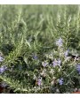 Rosmarino strisciante - Rosmarinus repens