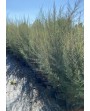 Tamerice (Tamerix)