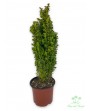 Bosso - Buxus faulkner