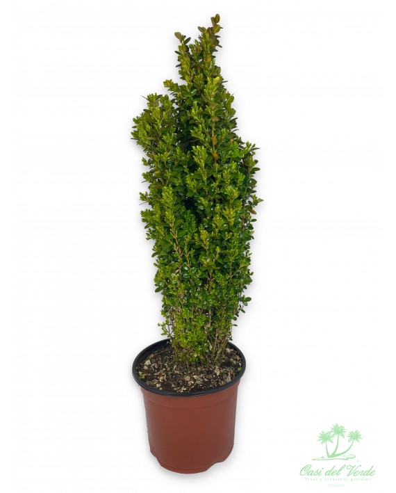 Bosso - Buxus faulkner