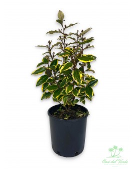 Eleagnus limelight