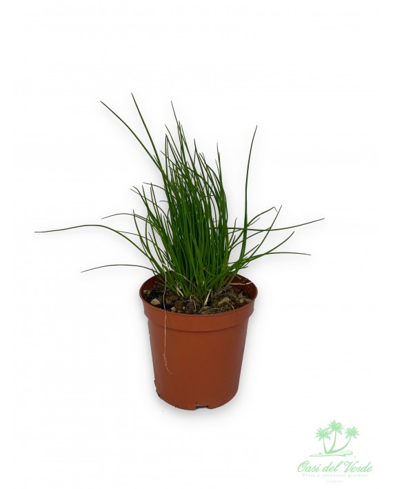 Erba cipollina - Allium schoenoprasum