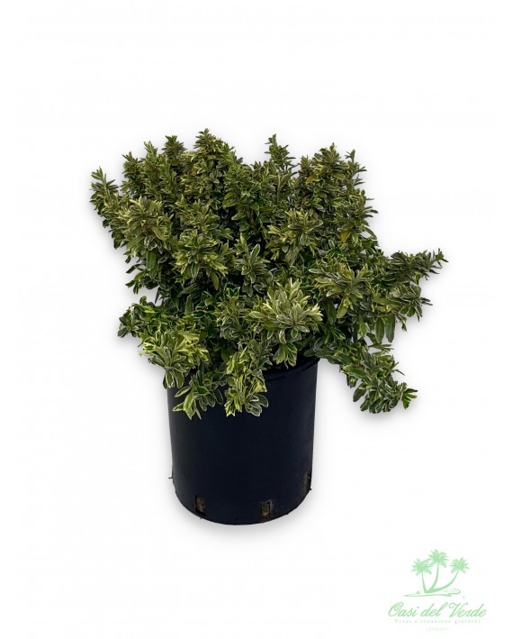 Euonymus japonica Aureus