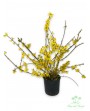 Forsythia