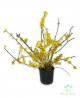 Forsythia