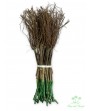 malvasia bianca di candia-25 pz