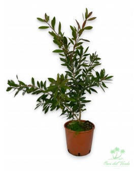 Callistemon leavis