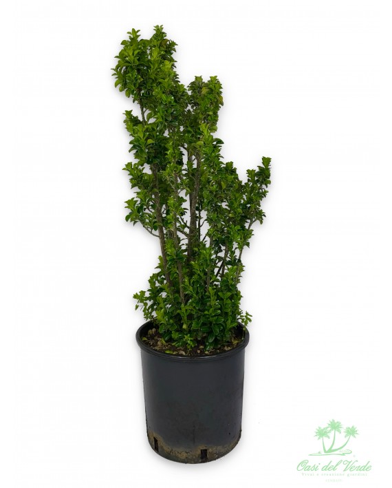 Eunonymus benkomasake