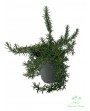 Rosmarino strisciante - Rosmarinus repens