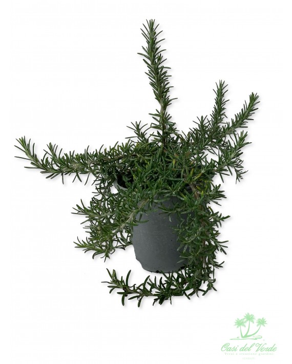 Rosmarino strisciante - Rosmarinus repens
