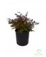 Nandina obsession