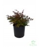 Nandina obsession