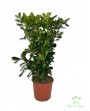 Pitosforo nano - Pittosporum tobira nanum