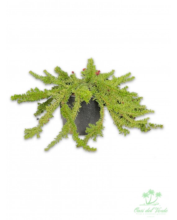 Grevillea Tamboritha