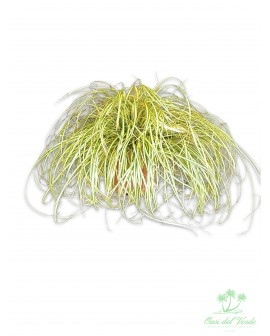 Carex