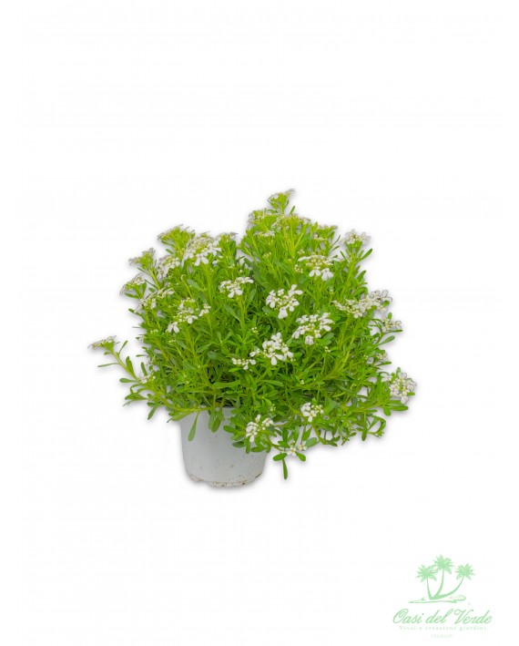 Iberis semperflorens