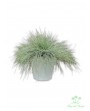 Festuca glauca