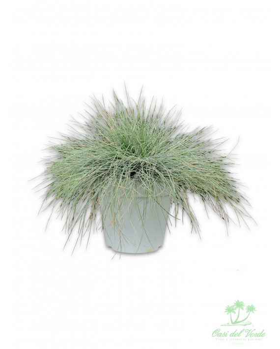 Festuca glauca