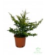 Pyracantha