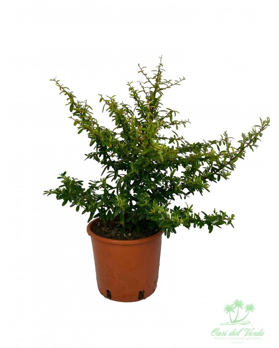 Pyracantha