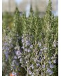 Rosmarino - Rosmarinus officinalis