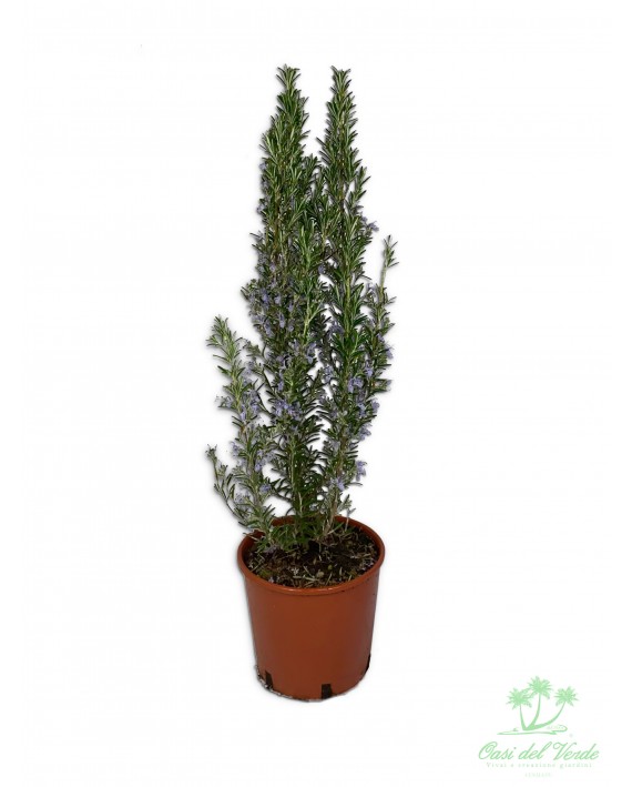 Rosmarino - Rosmarinus officinalis