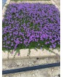 Verbena Hybrida