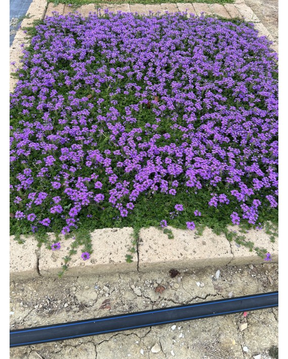 Verbena Hybrida