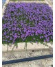 Verbena Hybrida
