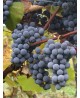 Barbatelle-Merlot-25pz