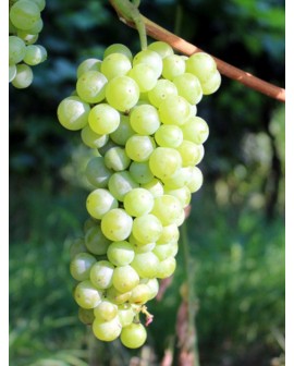 Barbatelle-Malvasia Bianca di Candia 25 pz