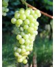Barbatelle-Malvasia Bianca di Candia 25 pz
