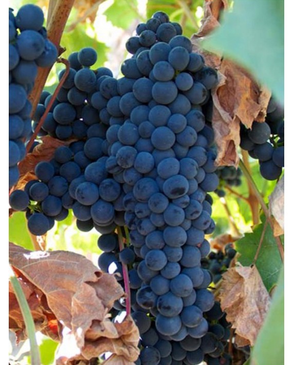 Barbatelle di Tempranillo - 25PZ