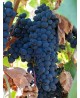 Barbatelle-Tempranillo - 25PZ
