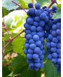 Barbatelle di Cannonau nero