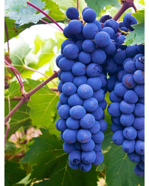 Barbatelle di Cannonau nero