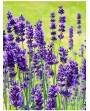 Lavanda - Lavandula officinalis