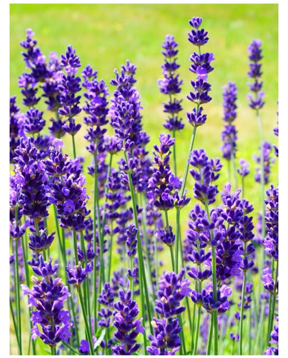 Lavanda - Lavandula officinalis