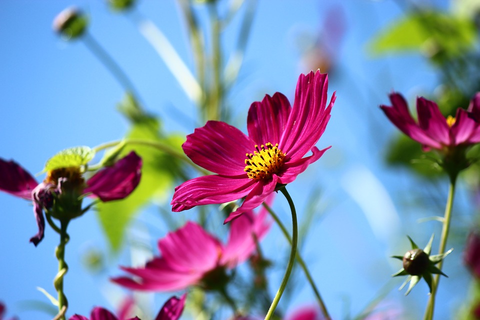 cosmos