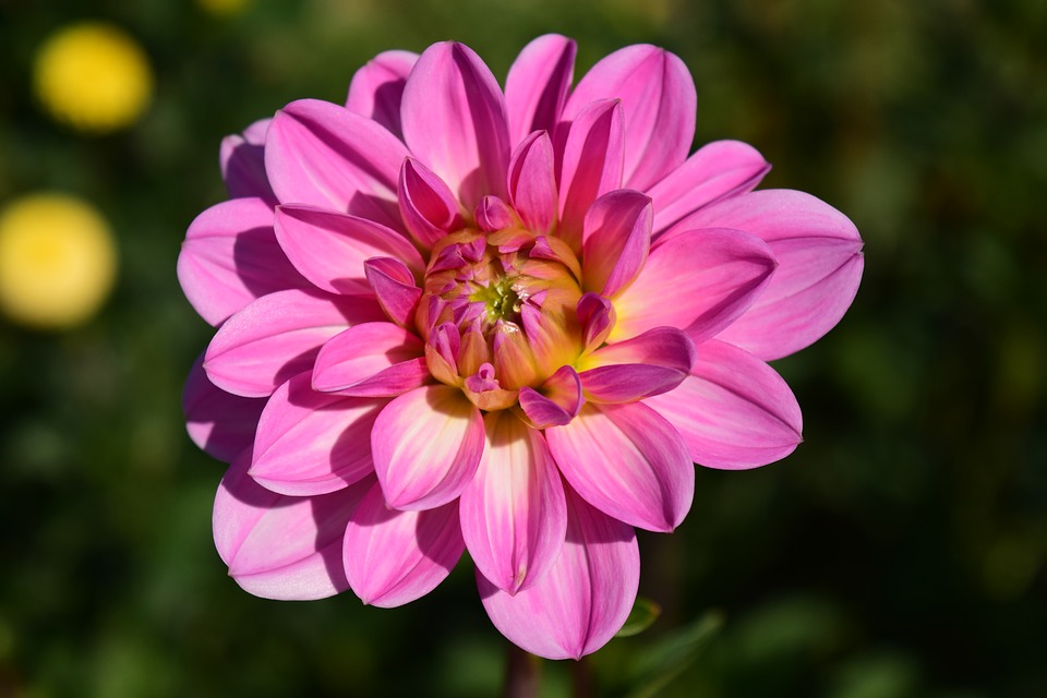 Dalia