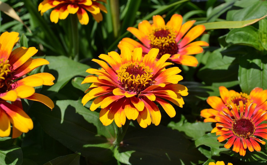 zinnia