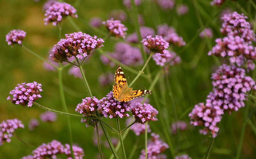 Verbena