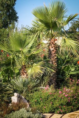 Giardini | Vivaio a Pisa | Oasi del Verde